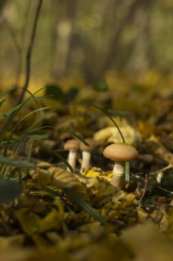 Armillaria mellea (bal mantarı) - Sonbahar yenilebilir mantarları ormanda, arka planda, yakın planda yetişir. Sonbahar kavramı