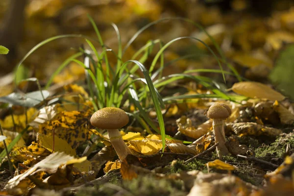 Armillaria mellea (grzyb miodowy) -jesienne jadalne grzyby rosną w lesie, tło, zbliżenie. Koncepcja upadku — Zdjęcie stockowe
