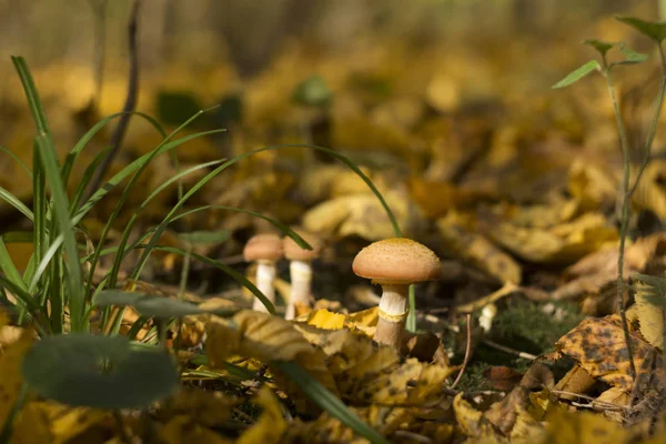 Armillaria mellea (honing schimmel) -herfst eetbare paddenstoelen groeien in het bos, achtergrond, close-up. Herfstconcept — Stockfoto