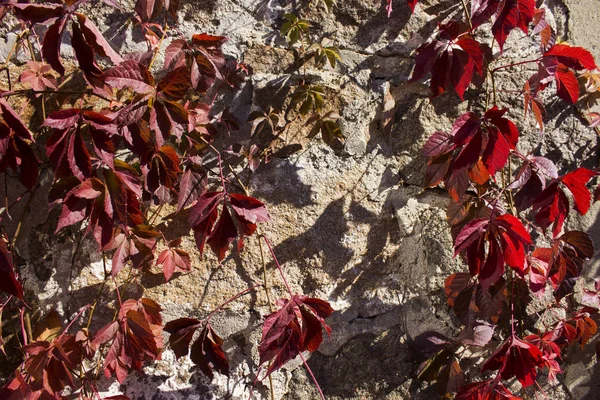 Uvas selvagens com folhas vermelhas enrolam em uma parede de pedra. Outono, Uman, parque Sofiyivka — Fotografia de Stock
