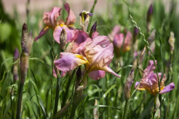 Colorate Iridi Rosa Giardino Fiorente Bel Fiore Iris Barbuto Fondo — Foto Stock