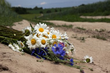 Bir buket papatya ve çiçek tarlada toprak bir yolda yatıyor. Yaz çiçekleri, arka plan