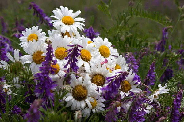 Ein Strauß Wildblumen Gänseblümchen Liegt Auf Den Grauen Blüten Von — Stockfoto