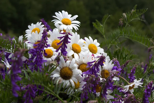 Ein Strauß Wildblumen Gänseblümchen Liegt Auf Den Grauen Blüten Von — Stockfoto