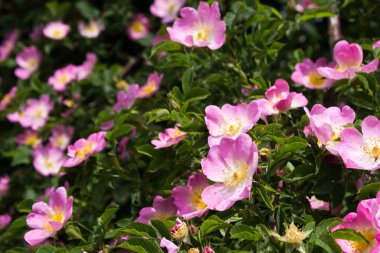 Çiçekli şifalı gül çiçeği. Yazın tarlada pembe çiçekli gül ağacı. Arkaplan