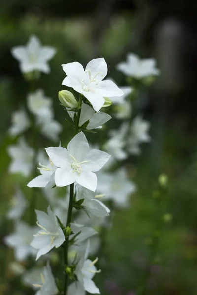Campanula Persicifolia Delikatne Białe Kwiaty Dzwonu Rosną Ogrodzie Zielonym Tle — Zdjęcie stockowe
