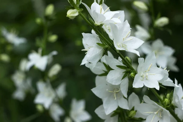 Campanula Persicifolia Flores Sino Branco Doces Estão Crescendo Jardim Fundo — Fotografia de Stock