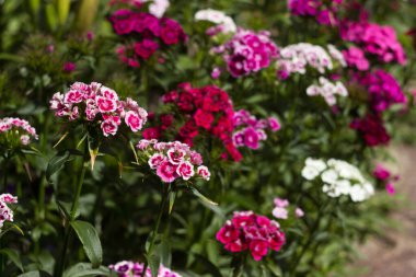 Dianthus barbatus (Tatlı William Flower), çiçeklikte çok renkli Türk karanfili açar. Çiçek arkaplan, beyaz, pembe ve kırmızı çiçekler