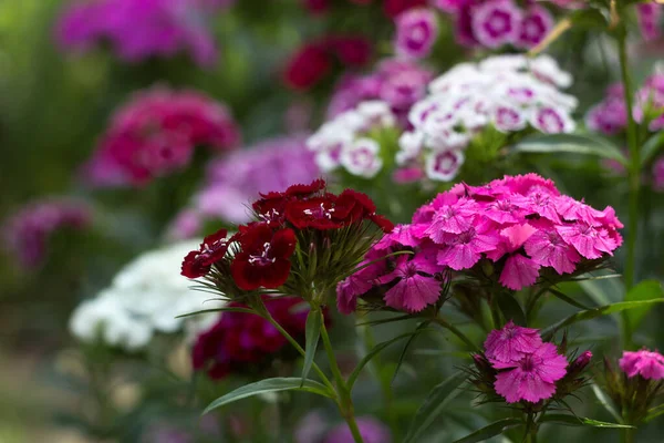 Dianthus Barbatus Sweet William Flower Ljusa Flerfärgade Turkiska Nejlikor Blommar — Stockfoto