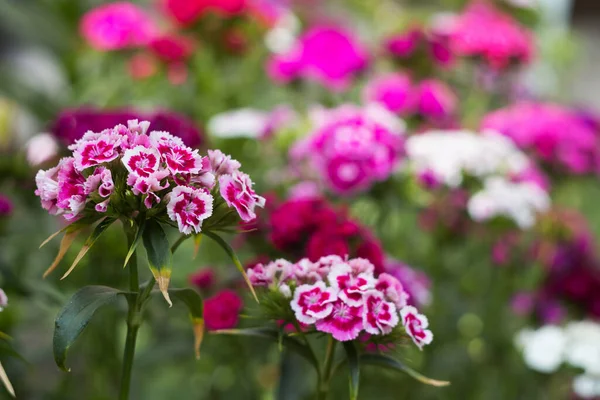 Dianthus Barbatus Sweet William Flower Ljusa Flerfärgade Turkiska Nejlikor Blommar — Stockfoto