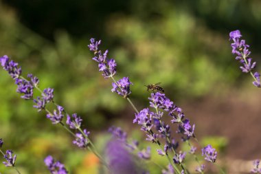 Bir arı lavantayı döller. Çiçekli leylak lavantası, güzel kokulu bir bitki. Metin için arkaplan, yer.