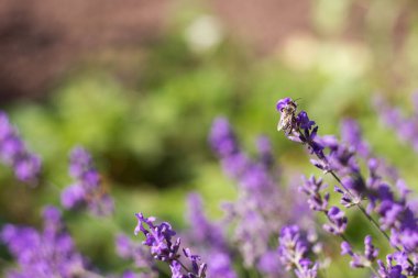 Bir arı lavantayı döller. Çiçekli leylak lavantası, güzel kokulu bir bitki. Metin için arkaplan, yer.