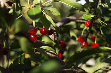 Ağaçta asılı olgun kiraz meyveleri, kırmızı meyveler, hasat. Yaz, güzel güneşli renk