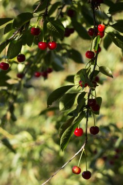 Ağaçta asılı olgun kiraz meyveleri, kırmızı meyveler, hasat. Yaz, güzel güneşli renk