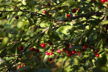 Ağaçta asılı olgun kiraz meyveleri, kırmızı meyveler, hasat. Yaz, güzel güneşli renk