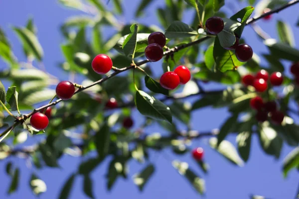 Bagas Cereja Maduras Penduradas Uma Árvore Frutos Vermelhos Colheita Verão — Fotografia de Stock