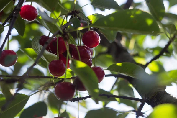 Dojrzałe Jagody Wiszące Drzewie Czerwone Owoce Zbiory Lato Piękny Słoneczny — Zdjęcie stockowe