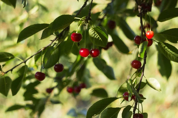 Bagas Cereja Maduras Penduradas Uma Árvore Frutos Vermelhos Colheita Verão — Fotografia de Stock