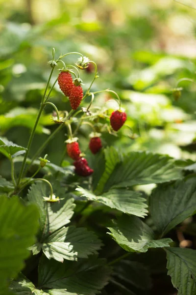 Ripe Wilde Aardbeien Hangen Zomer Een Stengel Tuin Nuttige Rode — Stockfoto