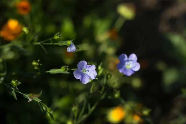 Floración Lino Jardín Cultivando Una Planta Útil Delicadas Flores Pequeñas — Foto de Stock