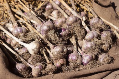 Çuval bezinde bir sürü sarımsak var, hasat yapıyorlar. Tarım. Olgun ve sağlıklı sebzeler