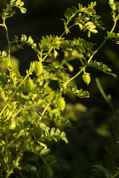 Green Chickpea Pods Grow Vegetable Garden Beautiful Sunlight Growing Legumes — Stock Photo, Image