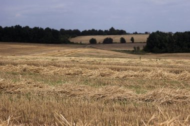 Buğday hasadından sonra tarlada samanlı şeritler uzanıyor. Tarım