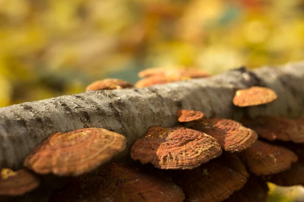 Een Groep Platte Rood Oranje Paddenstoelen Groeit Een Gebroken Tak — Stockfoto