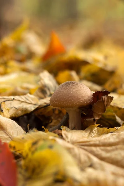 Een Familie Eetbare Paddenstoelen Groeide Tussen Gevallen Bladeren Herfst Het — Stockfoto