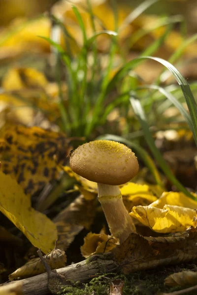 Essbare Pilze Wuchsen Herbst Auf Einem Ast Zwischen Abgefallenen Blättern — Stockfoto