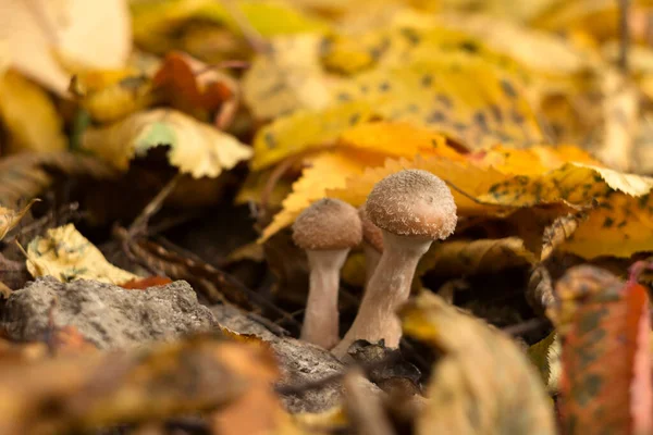 Une Famille Champignons Comestibles Poussait Parmi Les Feuilles Tombées Automne — Photo