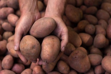 Adam elinde patatesin arka planında birkaç patates çubuğu tutuyor, hasat zamanı. Tarım kavramı