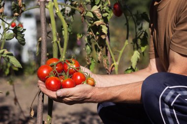 Bir adam elinde büyüyen olgun domatesler tutuyor, sebze topluyor. Kırmızı olgun ve sağlıklı sebzeler, tarım