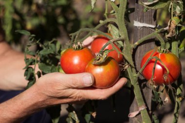 Bir adam elinde büyüyen olgun domatesler tutuyor, sebze topluyor. Kırmızı olgun ve sağlıklı sebzeler, tarım