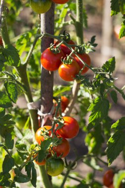 Bir dalda olgun ve yeşil domates, küçük vişneli domatesler. Sebze hasadı, tarım.