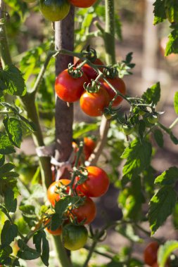 Bir dalda olgun ve yeşil domates, küçük vişneli domatesler. Sebze hasadı, tarım.