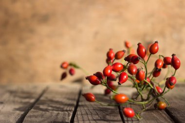 Tahta bir masanın üzerinde olgun kırmızı meyveler olan gül ağacı dalları. Yararlı şifalı bitkiler