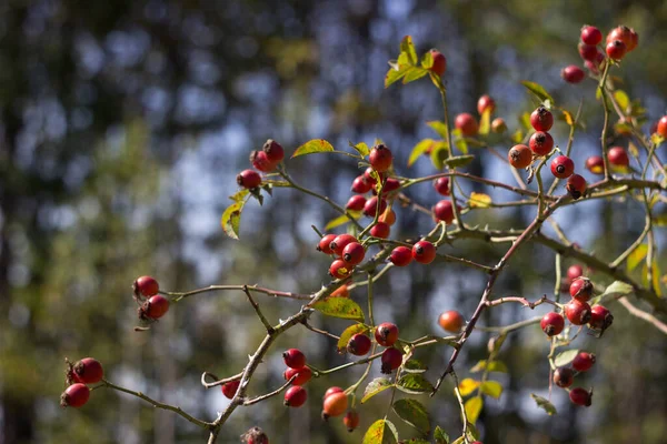 Csipkebogyó Ágak Érett Vörös Gyümölcsökkel Nőnek Bokorban Gyógynövények Vadon Élő — Stock Fotó
