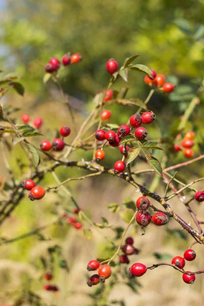 Csipkebogyó Ágak Érett Vörös Gyümölcsökkel Nőnek Bokorban Gyógynövények Vadon Élő — Stock Fotó