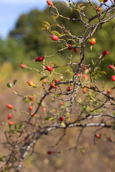 Des Branches Églantier Aux Fruits Rouges Mûrs Poussent Sur Buisson — Photo