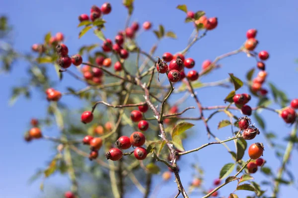 Ramas Rosa Mosqueta Con Frutos Rojos Maduros Crecen Arbusto Plantas — Foto de Stock