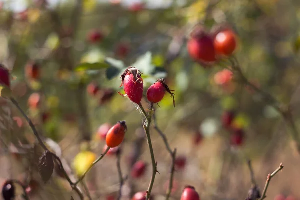 Ramos Rosa Mosqueta Com Frutos Vermelhos Maduros Crescem Mato Plantas — Fotografia de Stock