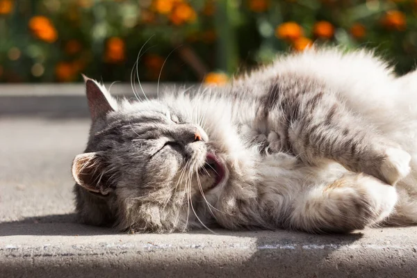 털북숭이 회색의 아름다운 고양이과 동물이 유대류와 화단의 배경에 길가에 고양이는 — 스톡 사진