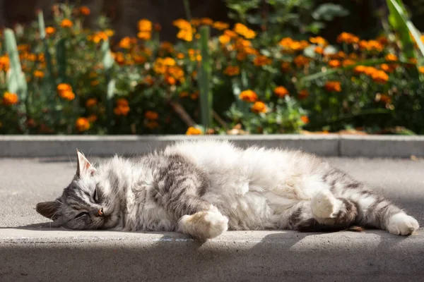 Hermoso Gato Gris Esponjoso Yace Acera Sobre Fondo Macizo Flores —  Fotos de Stock