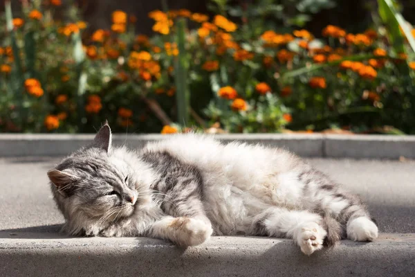 Güzel Pofuduk Gri Bir Kedi Kadife Çiçekli Bir Çiçek Tarhının — Stok fotoğraf