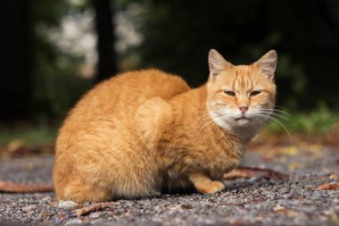 Yetişkin kırmızı bir kedi güneşli havada sonbahar yapraklarının arasında yolda oturur. Sokakta evcil hayvan