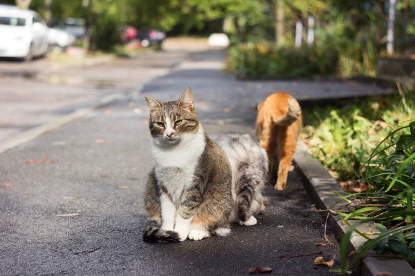2匹の美しい通りの猫が複数階建ての建物の近くの歩道に座っており 1匹の生姜猫がそれらを歩いた 通りの動物たち — ストック写真