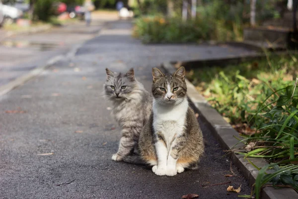 Two Beautiful Street Cats Sitting Sidewalk Multi Storey Building Curious — Stock Photo, Image
