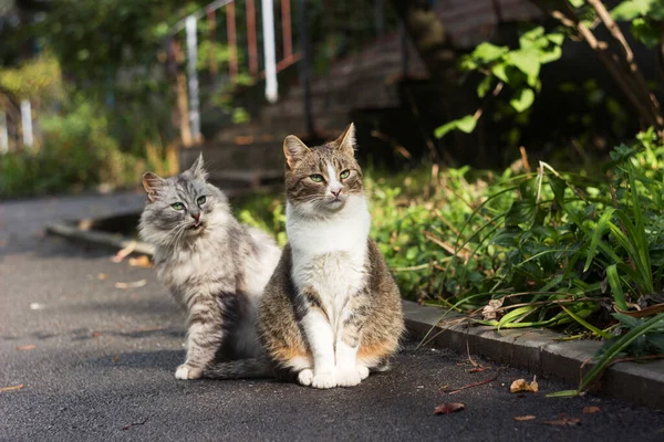 Güzel Sokak Kedisi Kaldırımda Çok Katlı Bir Binanın Yanında Oturuyorlar — Stok fotoğraf