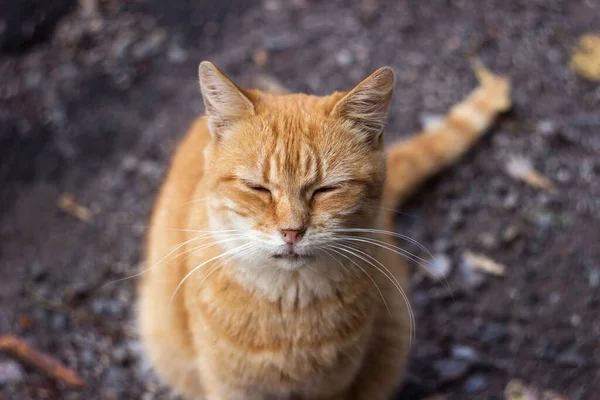 Parlak Kırmızı Yetişkin Bir Kedi Sonbahar Yaprakları Arasında Asfalt Bir — Stok fotoğraf